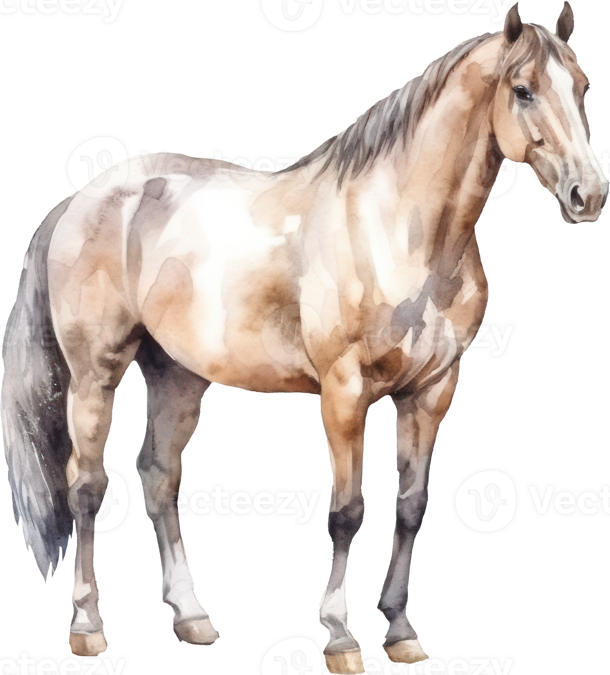 Horse Watercolor Illustration. png