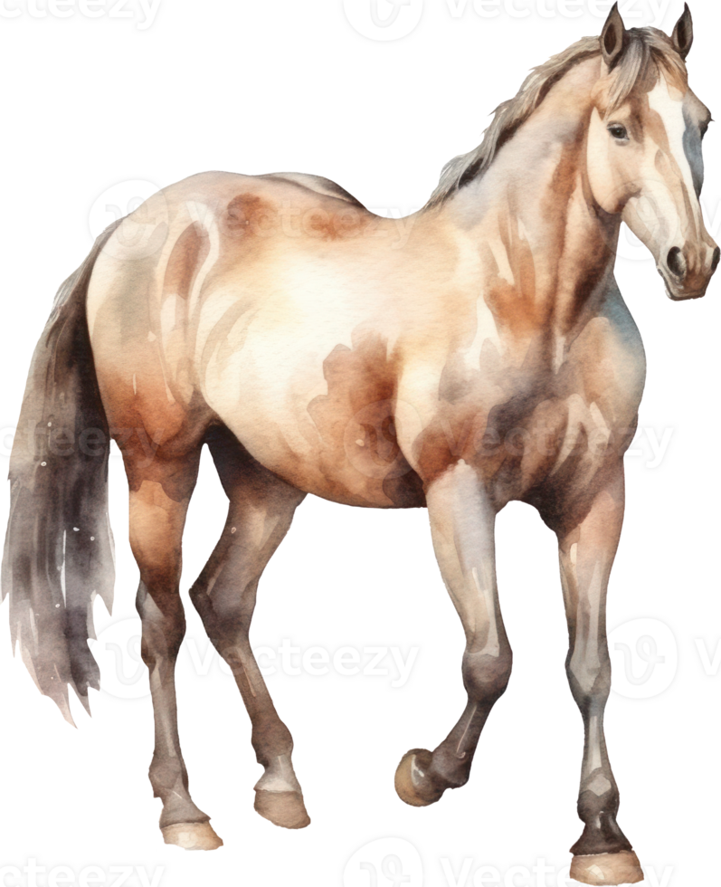 Horse Watercolor Illustration. png