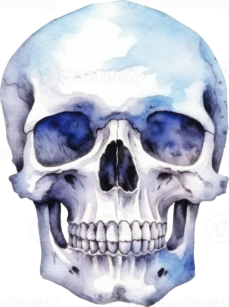 Skull Watercolor Illustration. png