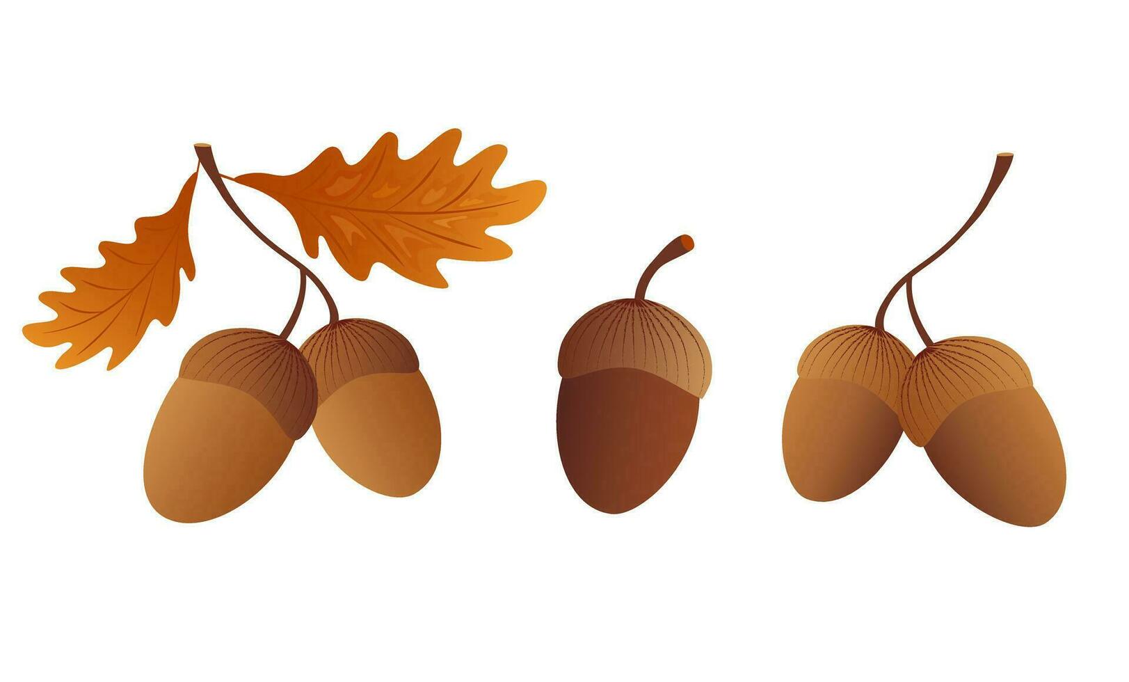 Acorns with oak leaves. Element for design isolated on white background. vector