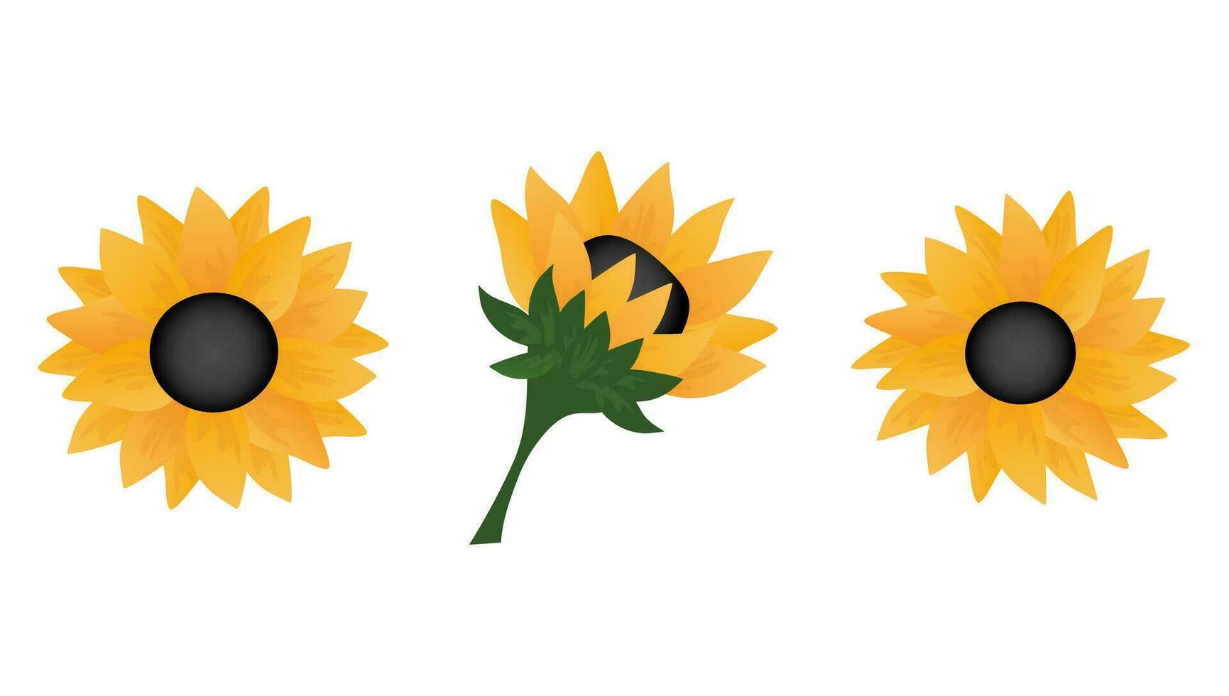 Set of sunflowers. Element for design isolated on white background. vector