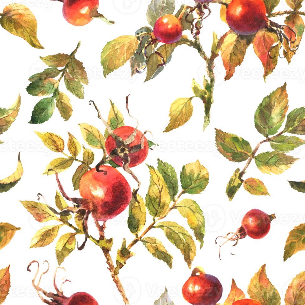 Seamless pattern with hand painted watercolor rose hip berries with green leaves on a transparent background. Seamless design of ripe rose hips for fabric, paper, printing, etc. png