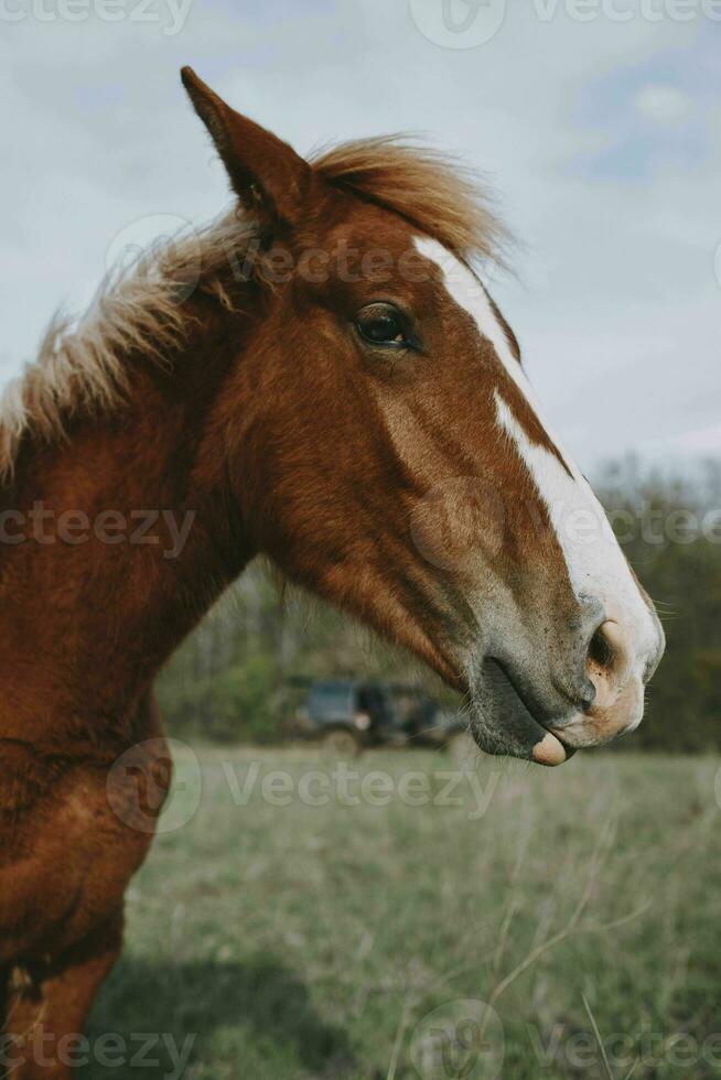 Beautiful horse in the field nature mammals landscape photo