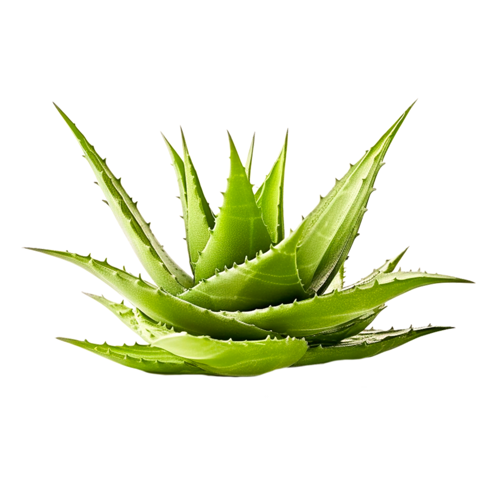 Aloe Vera Plant Gel Skin  Generative Ai png