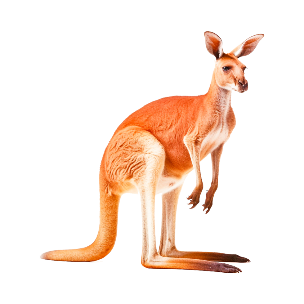 Kangaroo Papo Toy Macropods Figurine, kangaroo Generative Ai png