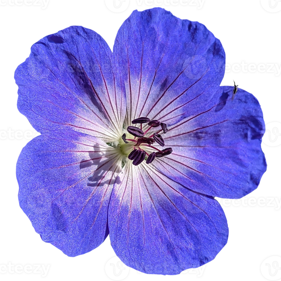 Geranium wallichianum Plant png