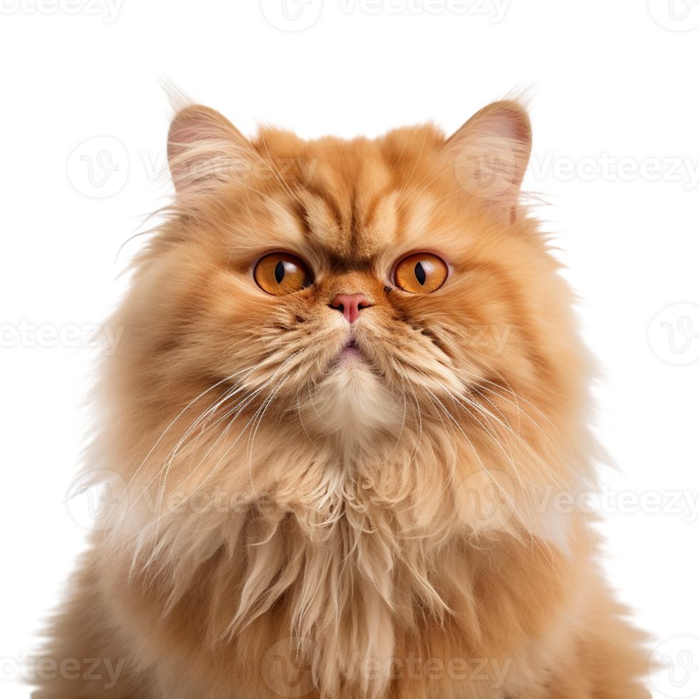 Persian cat on transparent background, created with png