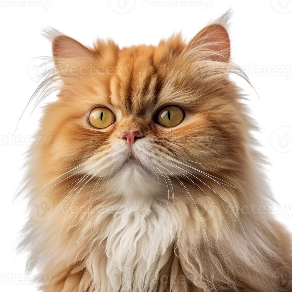 Persian cat on transparent background, created with png