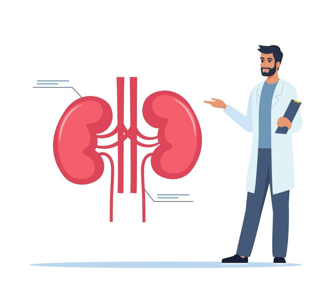 Doctor gives a training lecture about anatomy. Doctor presenting human kidneys infographics. Medical seminar, lecture, healthcare meeting concept. Vector illustration.