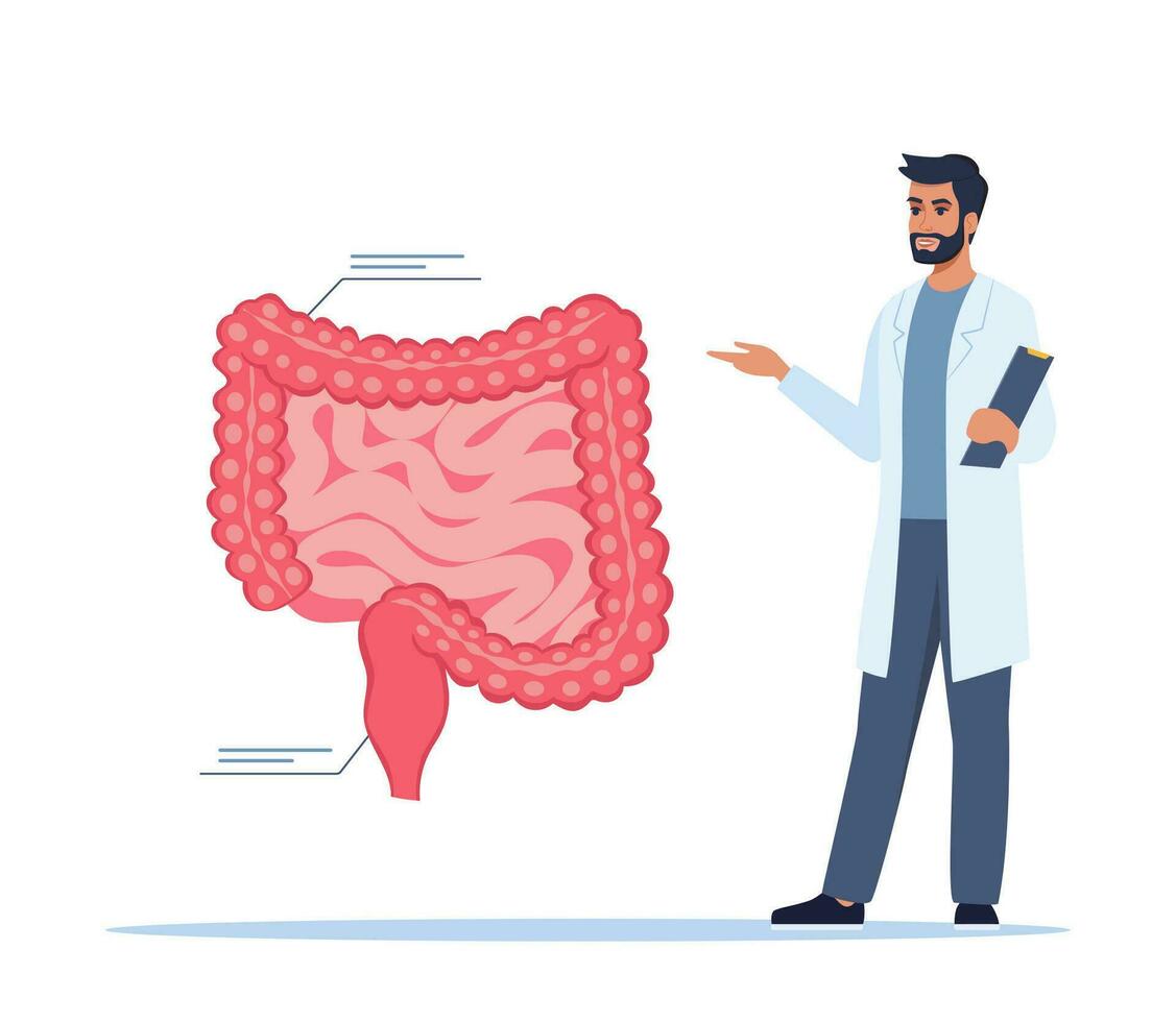 Doctor gives a training lecture about anatomy. Doctor presenting human intestine infographics. Medical seminar, lecture, healthcare meeting concept. Vector illustration.