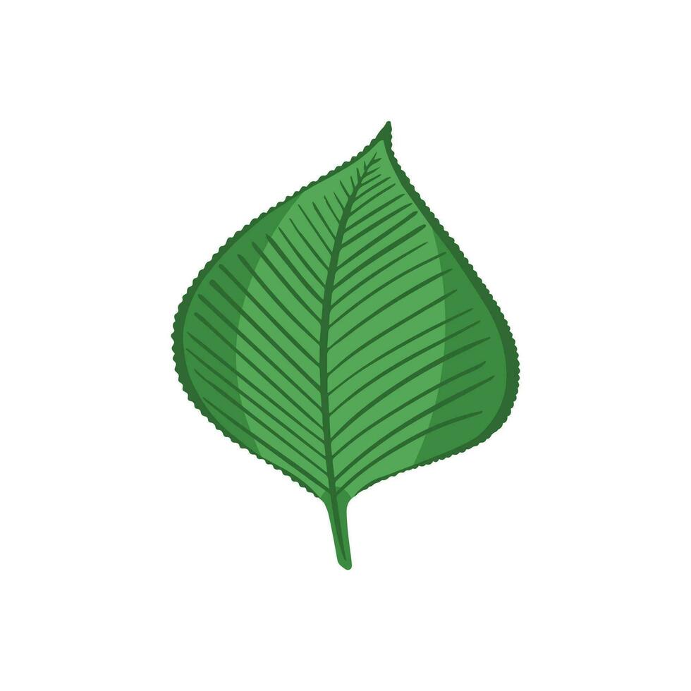 Poplar leaf. Illustration for printing, backgrounds, covers and packaging. Image can be used for greeting cards, posters, stickers and textile. Isolated on white background. vector