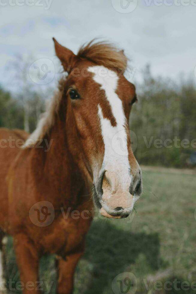 nature mammal horse in the field landscape countryside photo