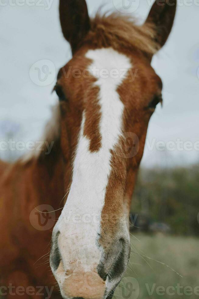 hermosa caballo en el campo naturaleza mamíferos paisaje foto