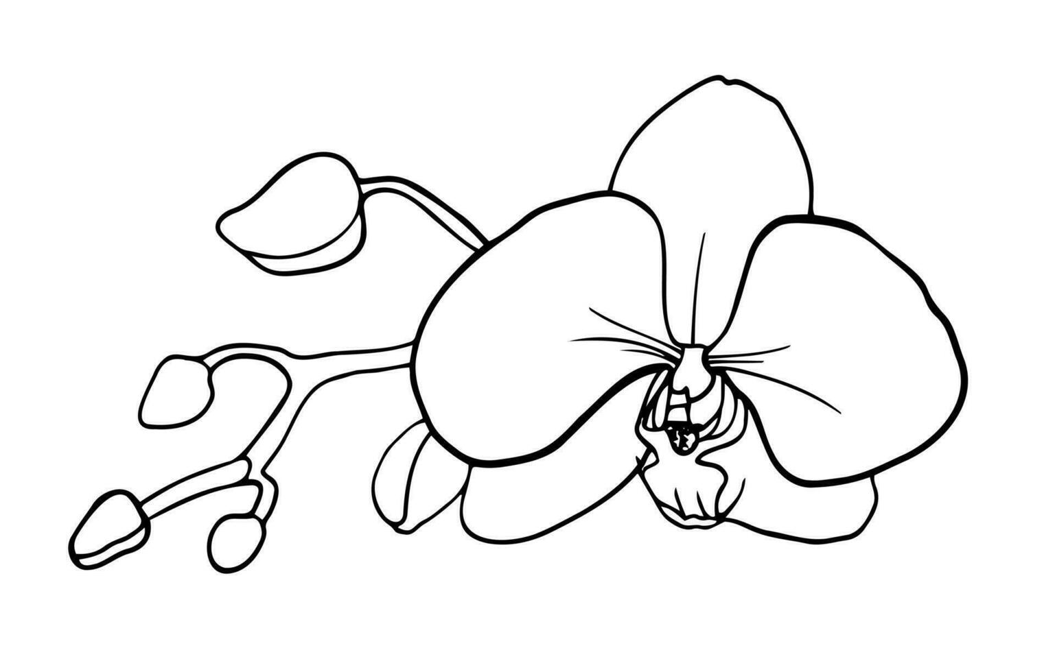 Orchid flowers, outline vector illustration