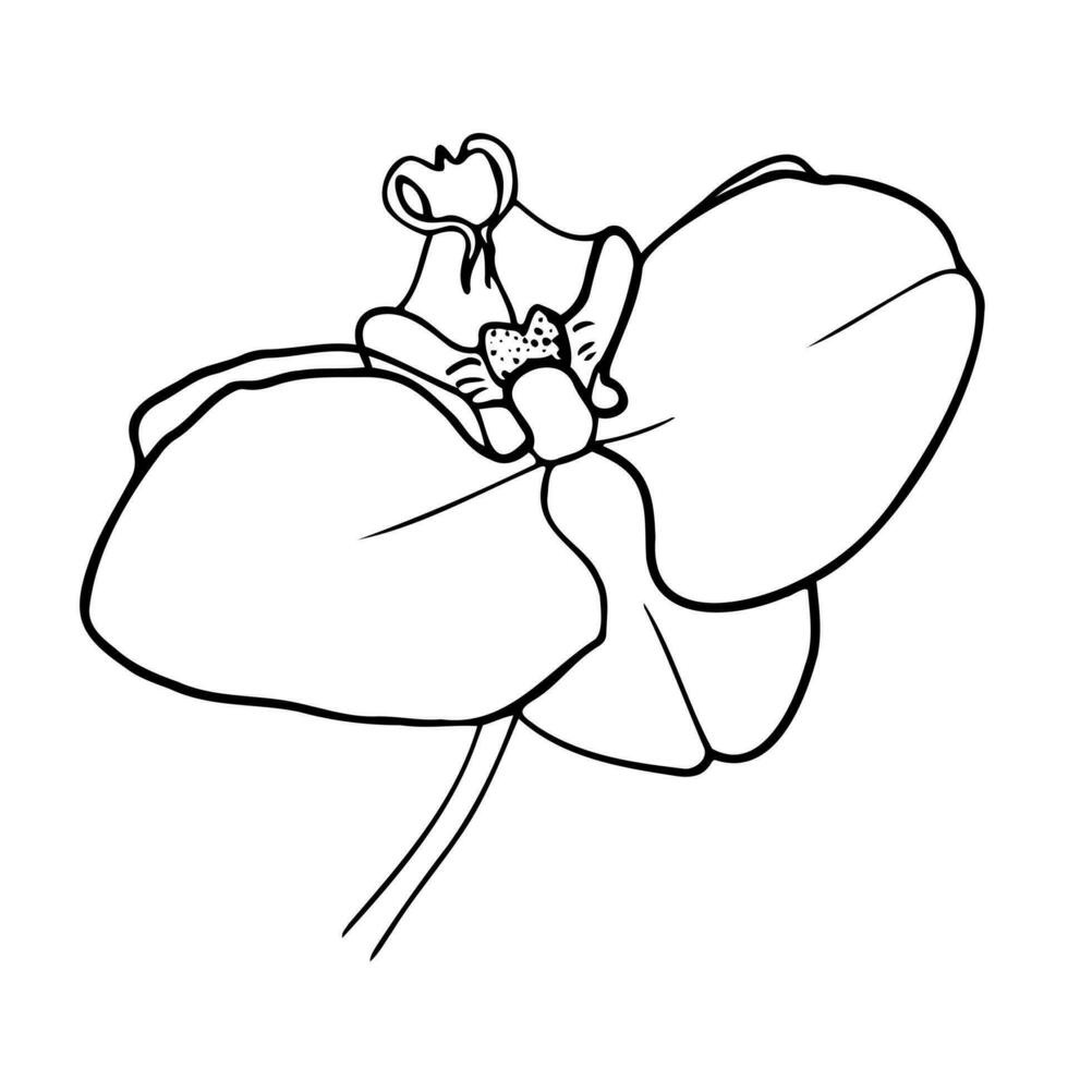 Orchid flowers, outline vector illustration