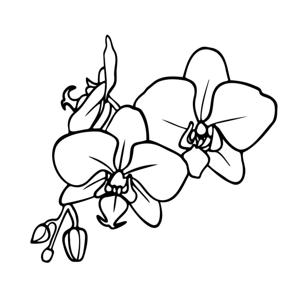 orquídea flores, contorno vector ilustración