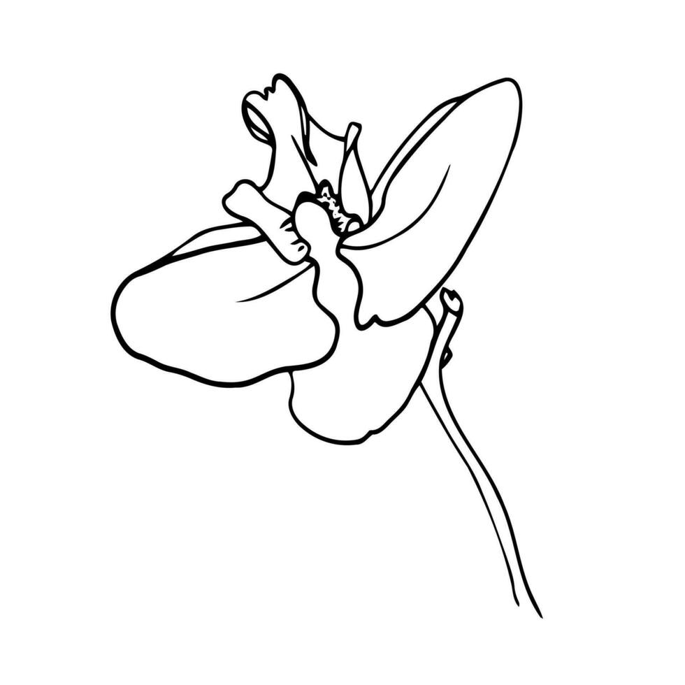 orquídea flores, contorno vector ilustración