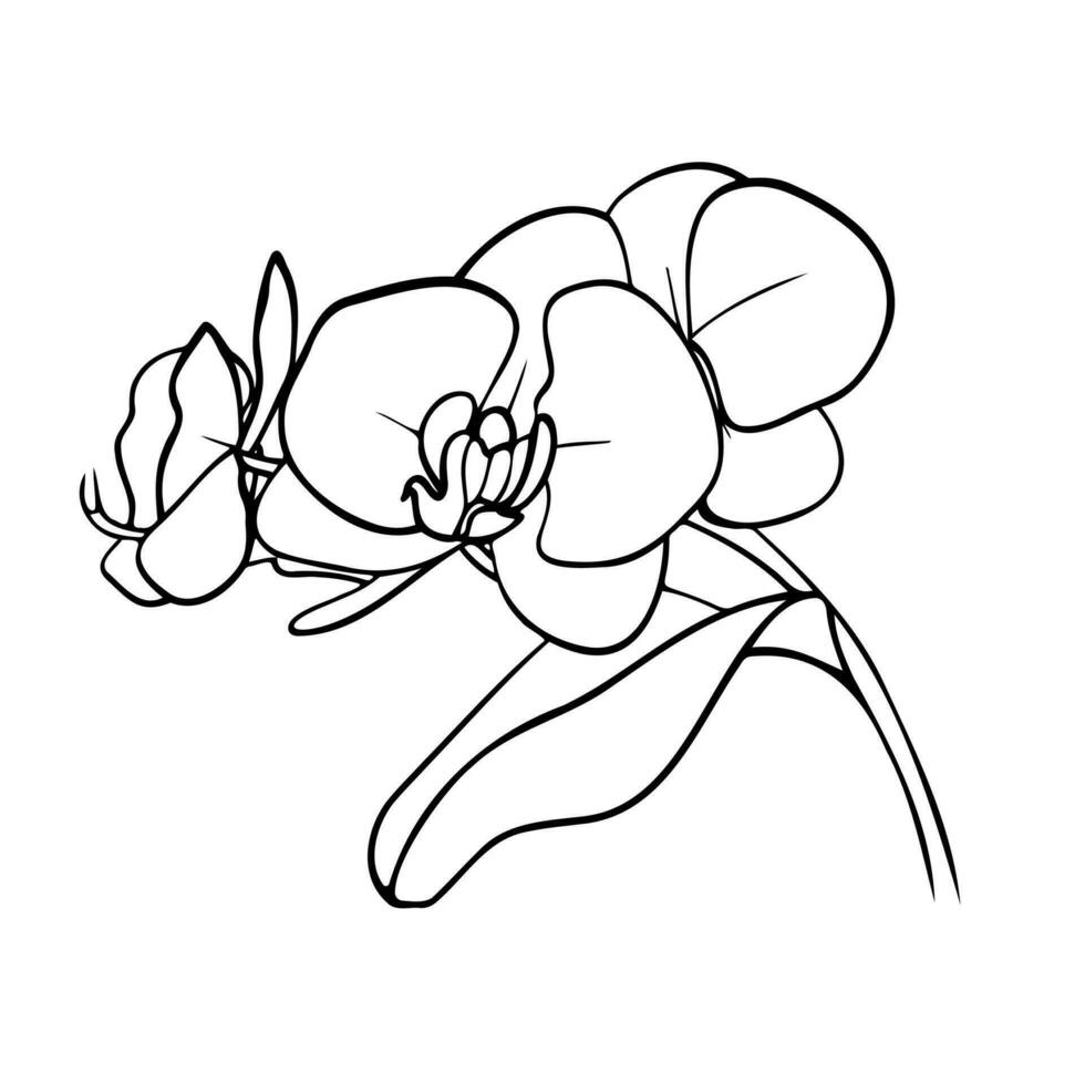 Orchid flowers, outline vector illustration