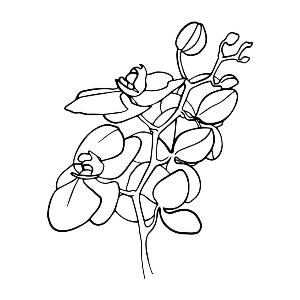 orquídea flores, contorno vector ilustración