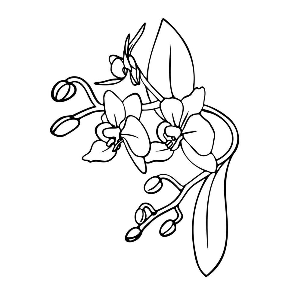 Orchid flowers, outline vector illustration