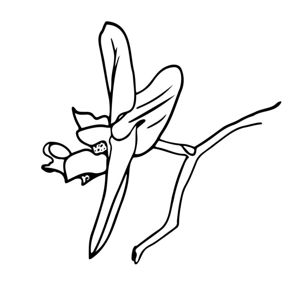 orquídea flores, contorno vector ilustración