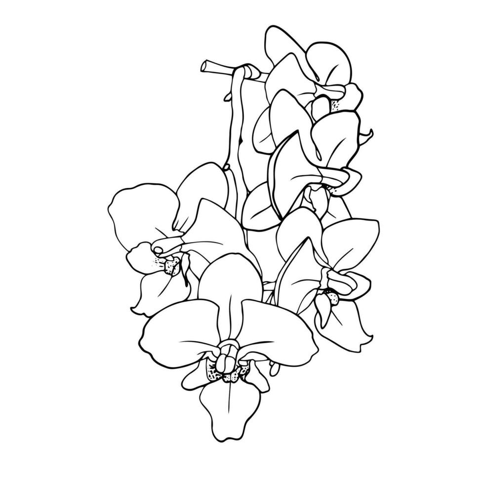 orquídea flores, contorno vector ilustración