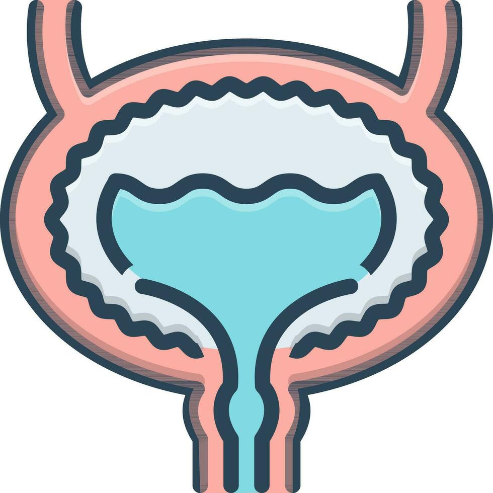 color icon for bladder vector