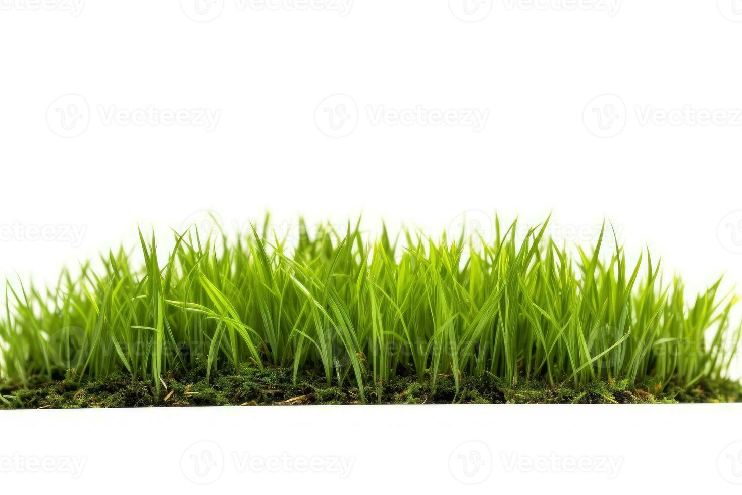 photo of grass white isolated background AI Generated