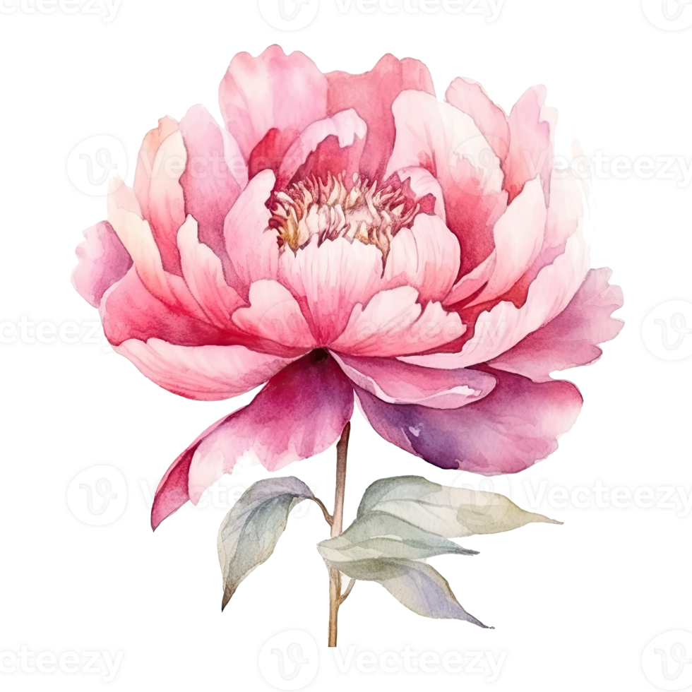 Cute watercolor peony flower. Illustration AI Generative png