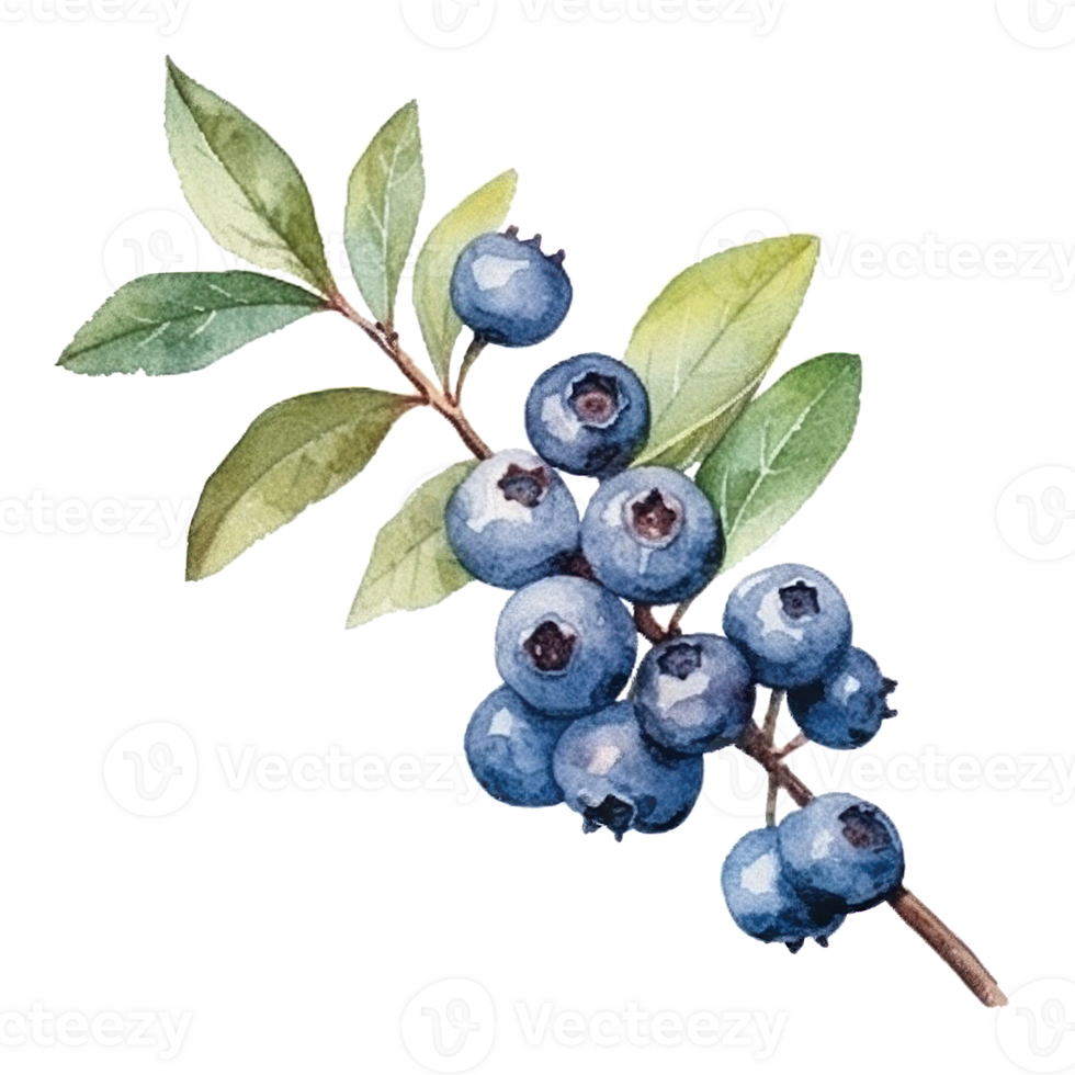 WatercolorBlueberry Isolated. Illustration png