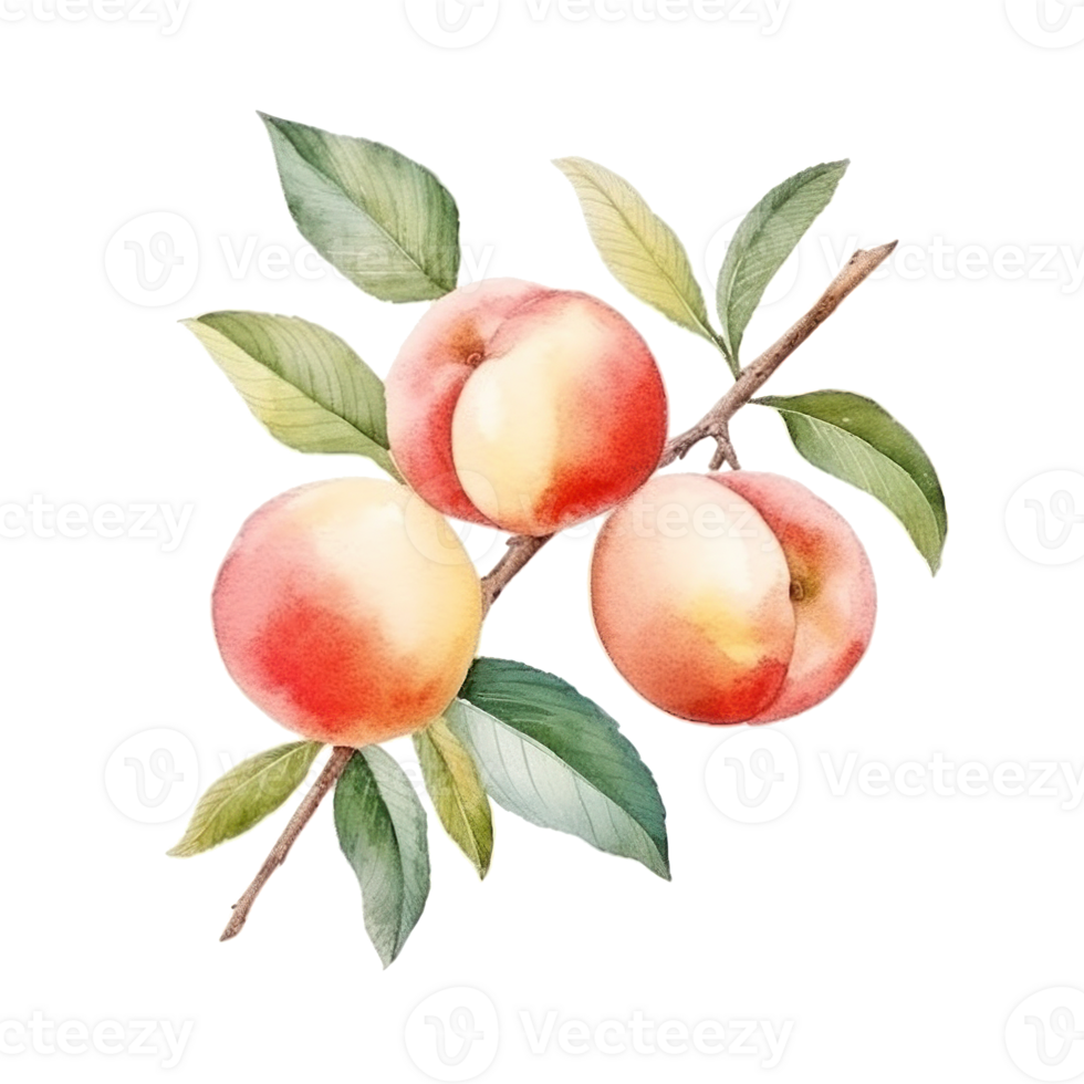 Watercolor Peach Isolated. Illustration png