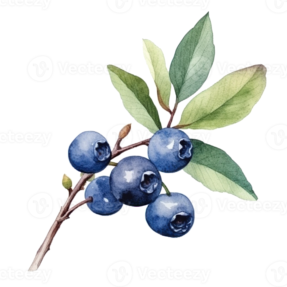 WatercolorBlueberry Isolated. Illustration png