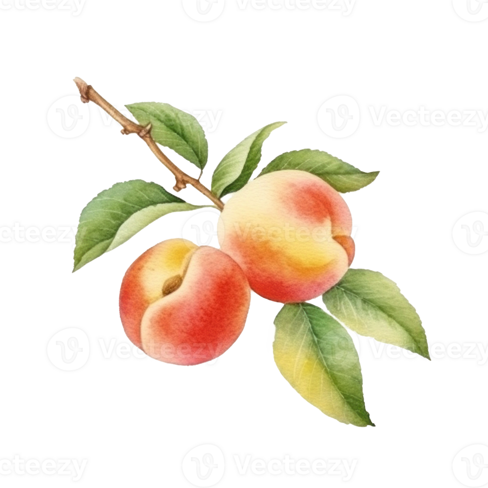Watercolor Peach Isolated. Illustration png