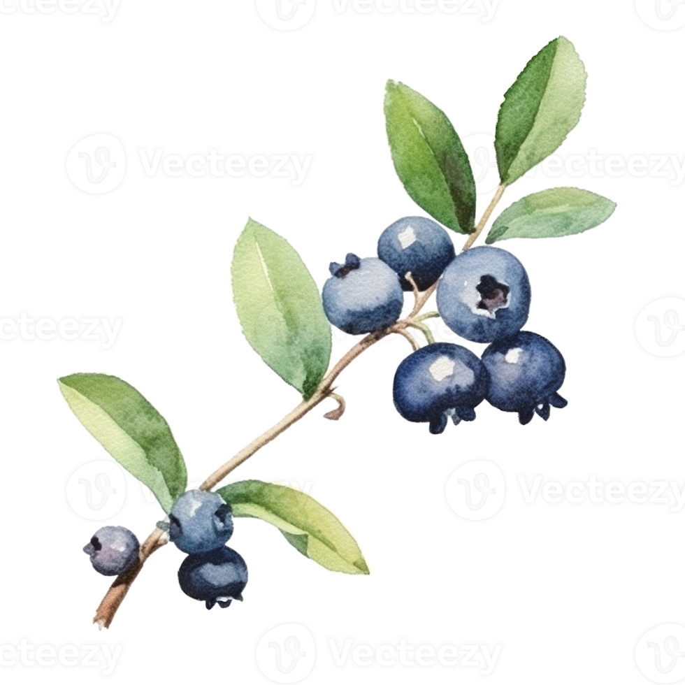 WatercolorBlueberry Isolated. Illustration png