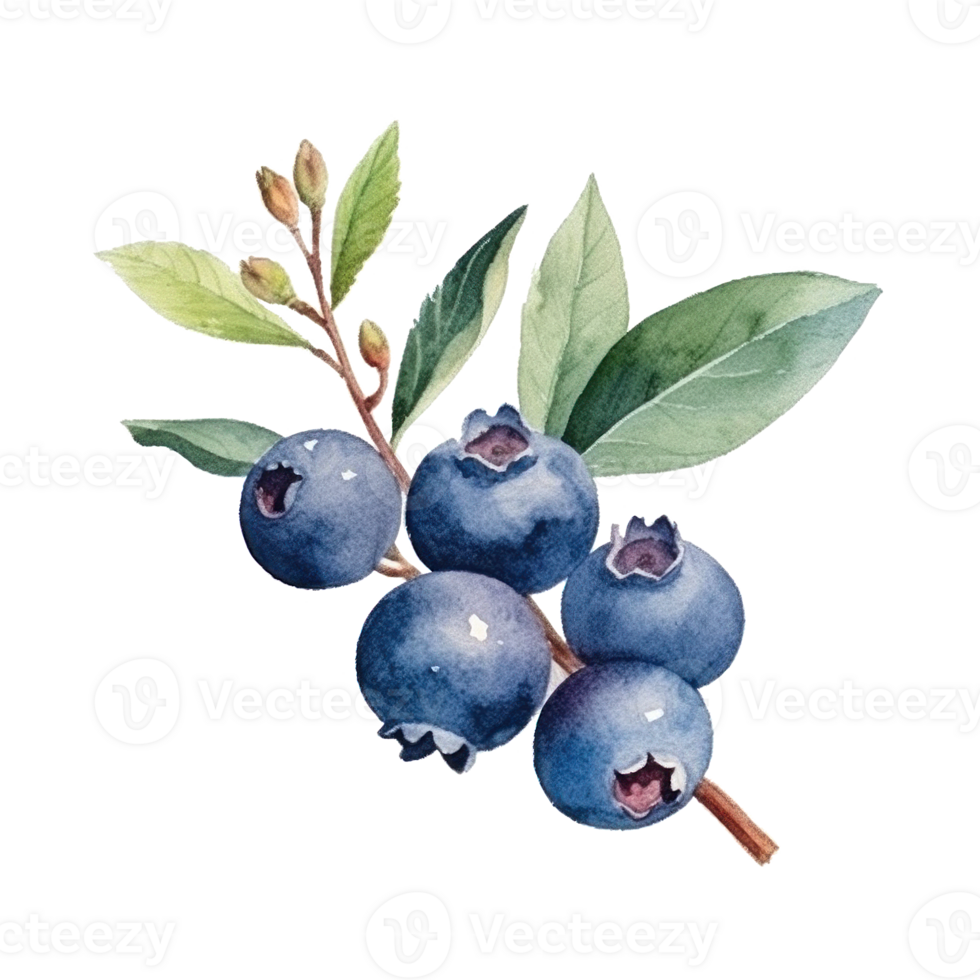 WatercolorBlueberry Isolated. Illustration png