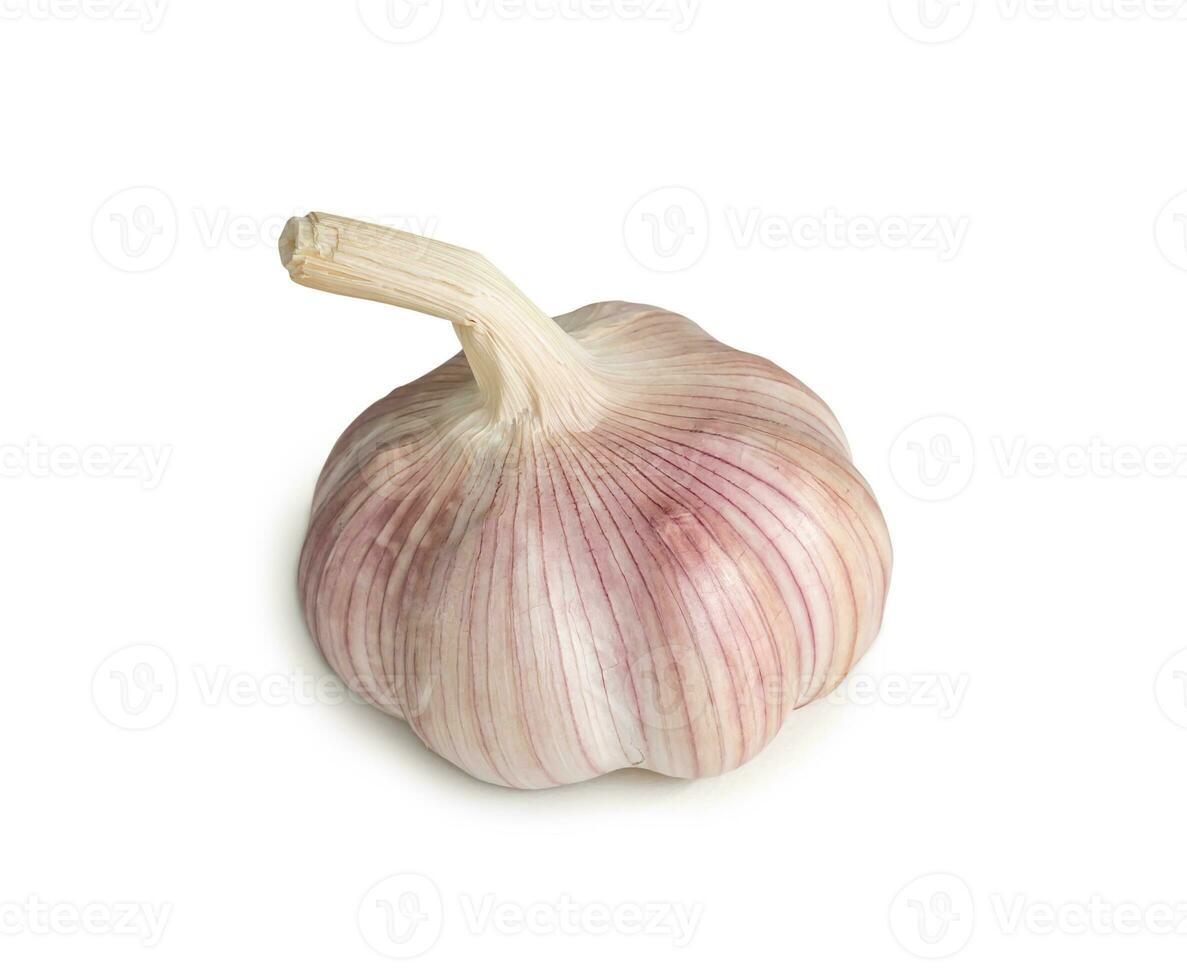 Single fresh white garlic bulb isolated on white background with clipping path, Thai herb is great for healing several severe diseases, heart attack, Hyperlipidemia or Dyslipidemia, close up photo