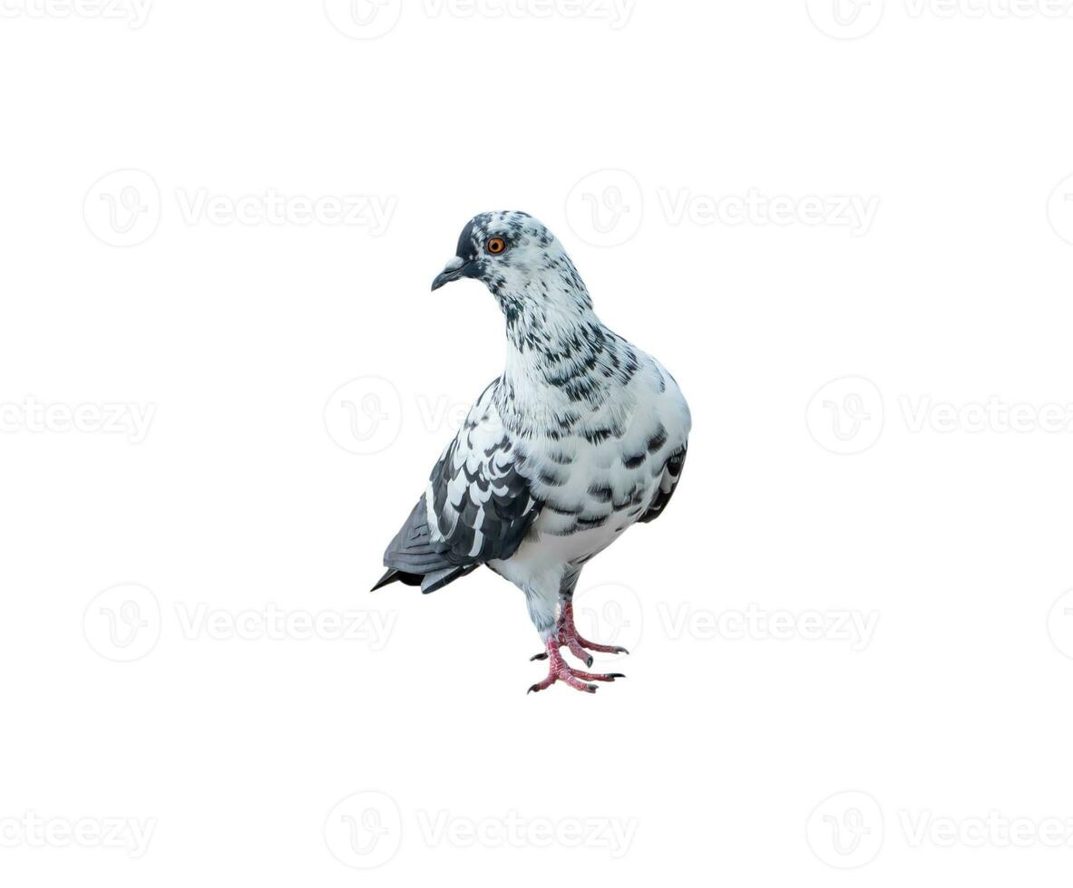 Single wild pigeon standing isolated on white background with clipping path photo