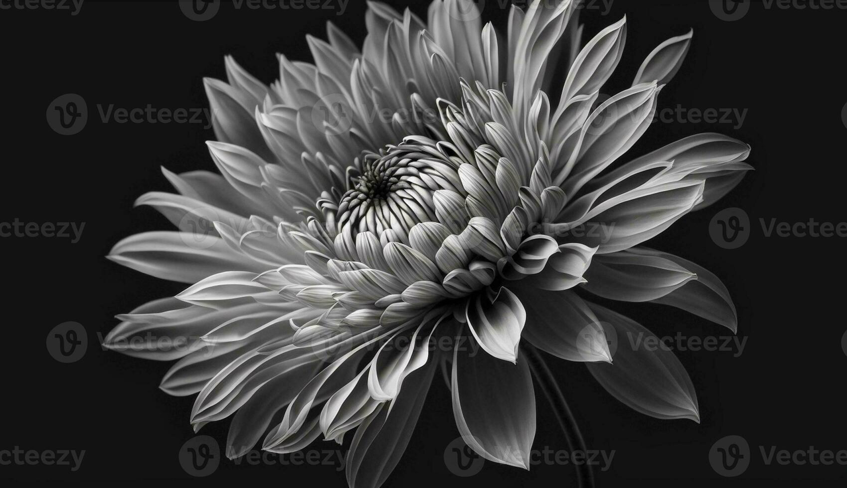 Floral elegance Single daisy on black background generated by AI photo