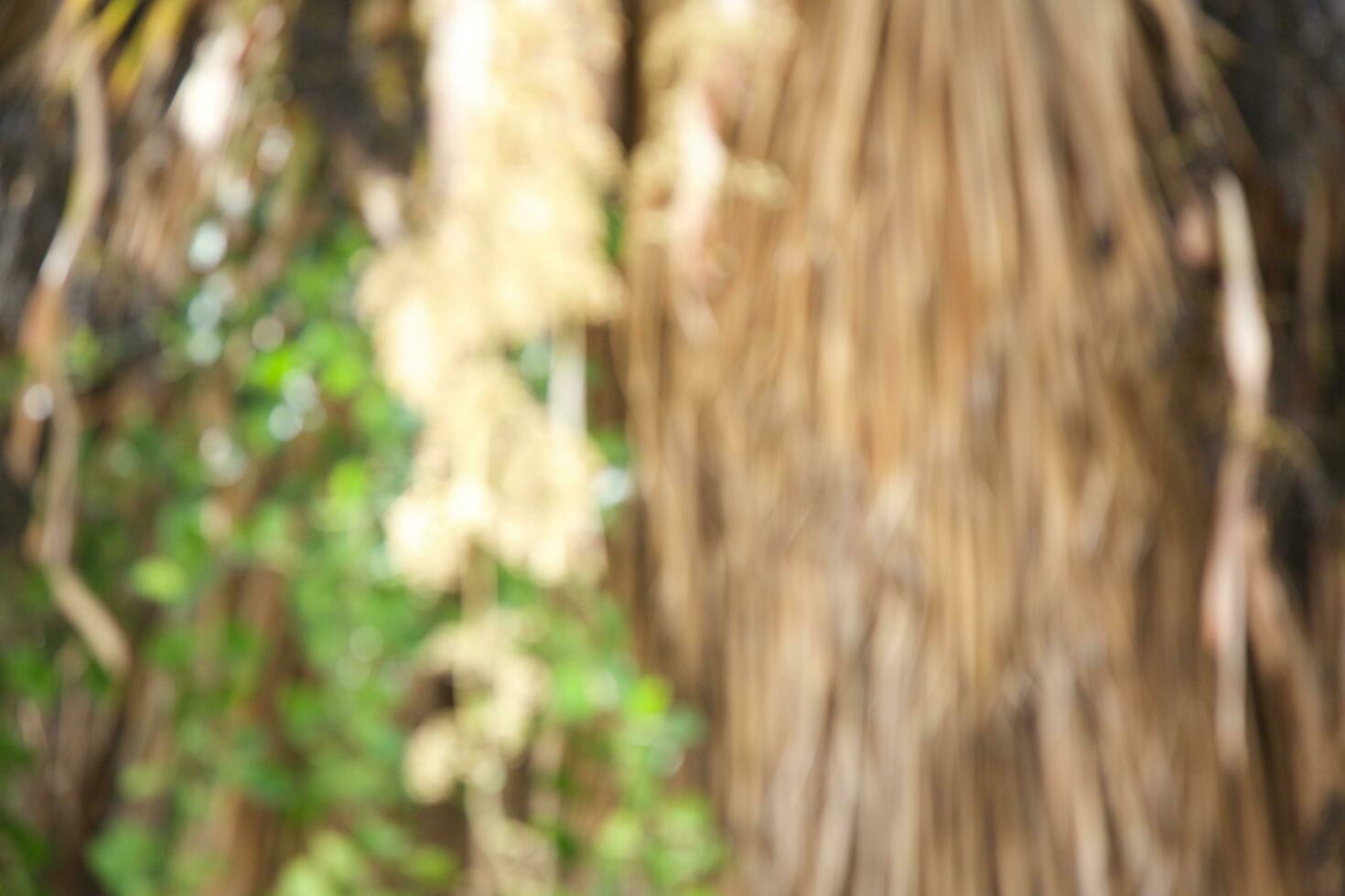 Dried hanging palm tree branches and green leaves of climber plant. Out of focus. photo