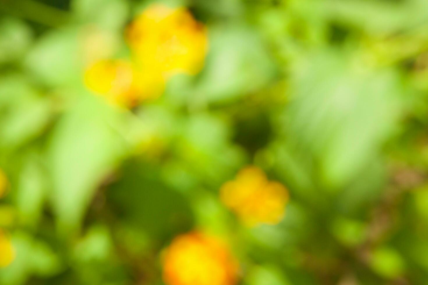 Summer background. Out of focus photo