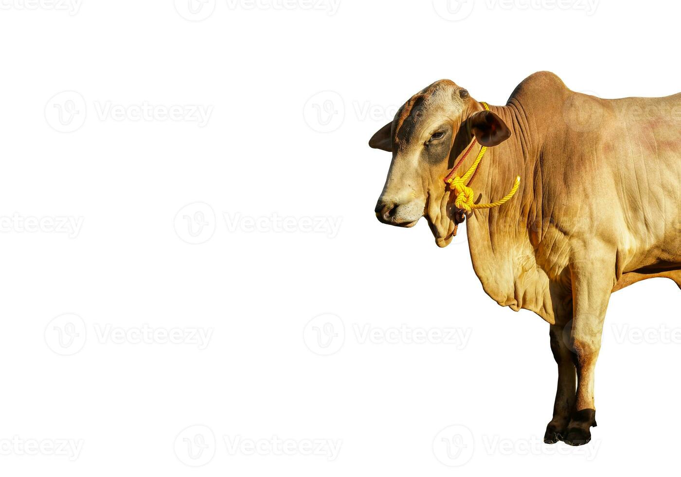 Animal qurban concept brown cow, ox, on white background isolated, animal for Eid Al Adha photo