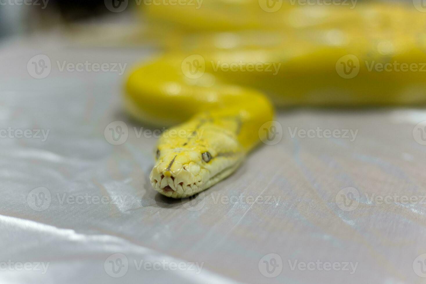 yellow corn snake blizzard ball python on the box photo