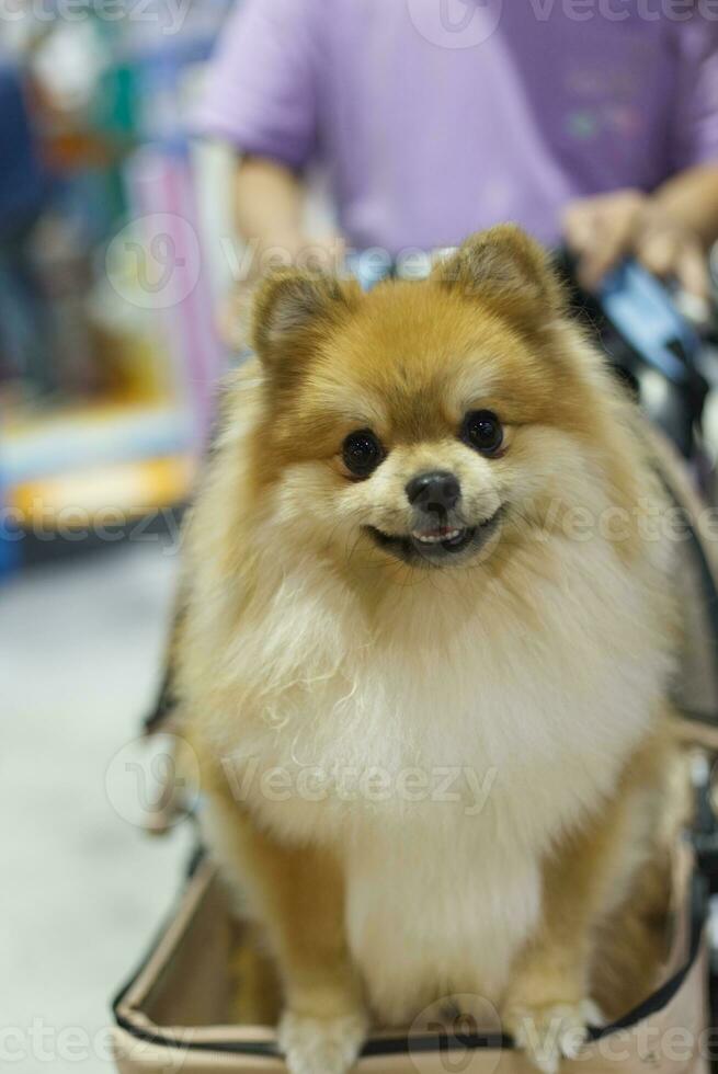 close up lovely white Pomeranian dog looking up with cute face in the dog cart in pet expo hall photo