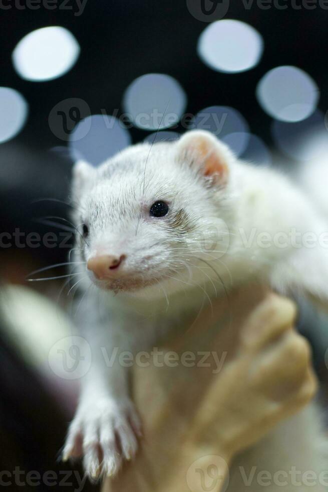 white ferret close up holding in human hand showing with bokeh background photo