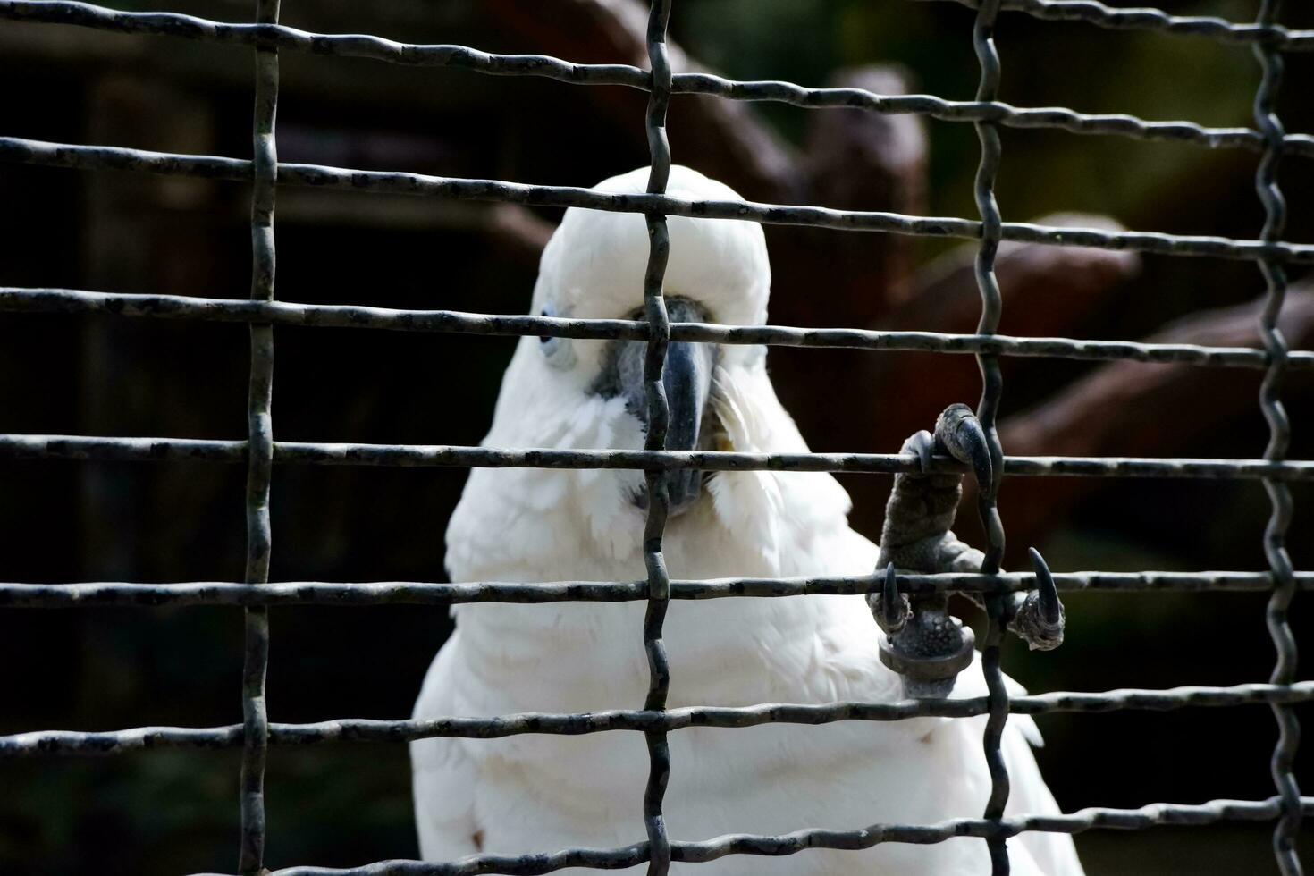 Selective focus of yellow-crested cockatoos perched in their enclosures in the afternoon. Great for educating children about wild animals. photo