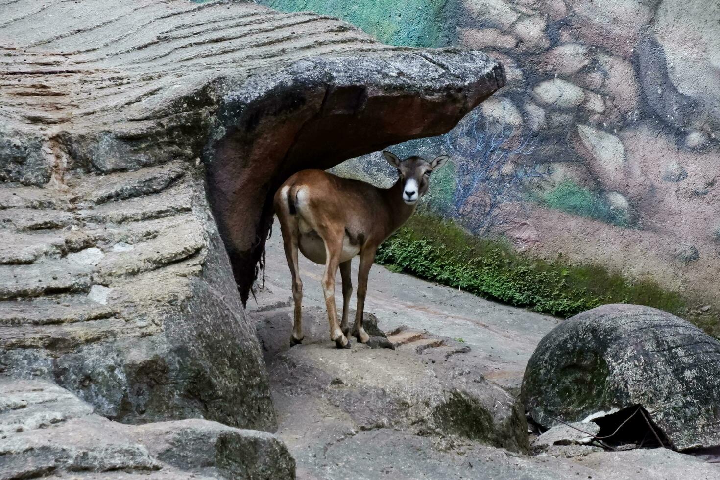 Selective focus of mouflon sheep walking around in their enclosure in the afternoon. Great for educating children about wild animals. photo