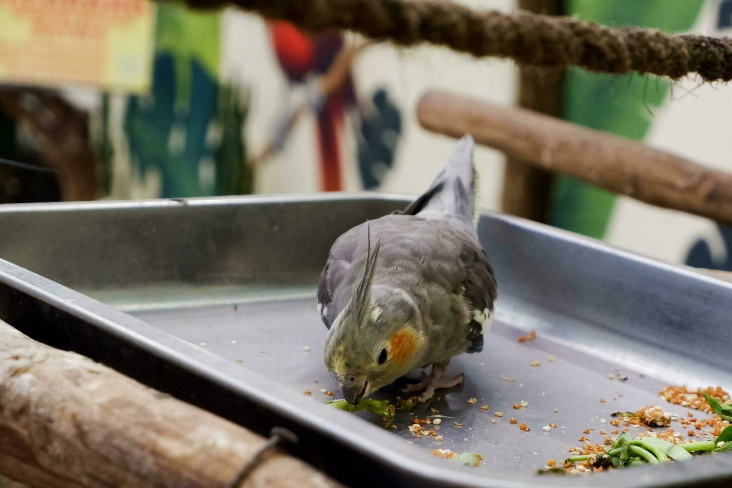 Selective focus of cockatiel birds eating grains in their cages in the afternoon. Great for educating children about wild animals. photo
