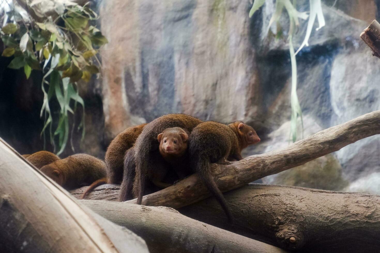 Selective focus of dwarf mongoose perched in its enclosure in the afternoon. Great for educating children about endangered animals. photo