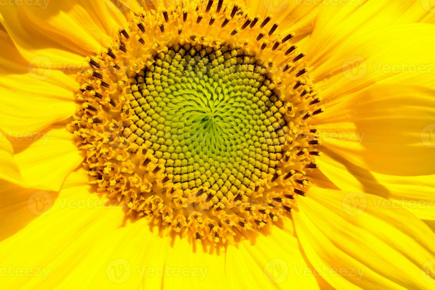 Sunflower head closeup. Beautiful pattern. Abstract natural background. Rustic backdrop for your design. Top view.Ukrainian symbol photo