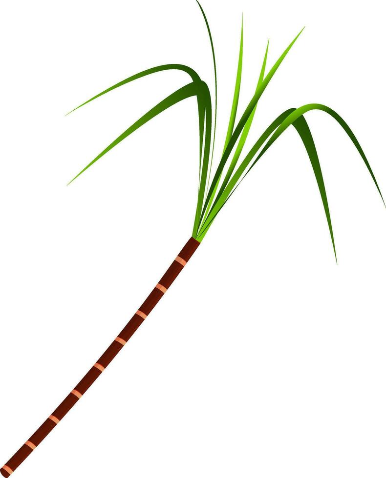 Illustration of sugarcane in brown and green color. vector